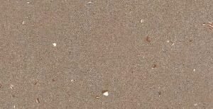 SOM LEIA BERLY 26 800X2600(1PCS)MORBI