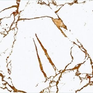 Somany Biondo White Wall Tile 300 x 600 mm (North Plant - Kassar)